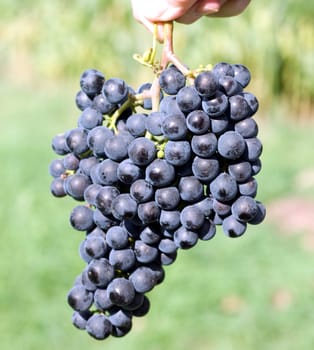 Merlot,Red Wine Variety,Merlot Noir,Bordeaux,Red Wine