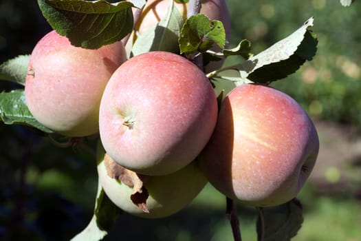 Pink Lady,Apple,Malus,domestica