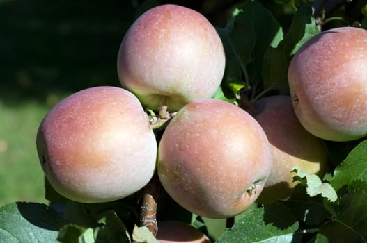 Pink Lady,Apple,Malus,domestica