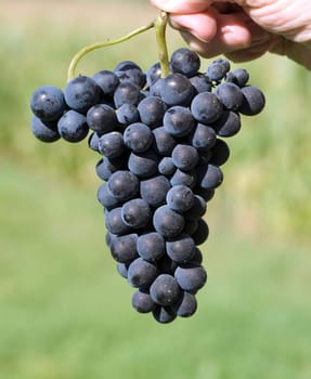 Merlot,Red Wine Variety,Merlot Noir,Bordeaux,Red Wine