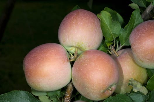 Pink Lady, Apfel, Malus, domestica