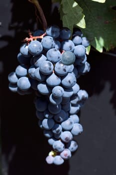 Blue,Portuguese,old red wine variety,tempranillo