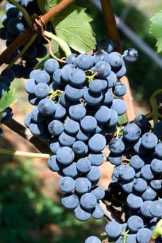 Regent,Red Wine,Red,Grapes,Grape Robbery