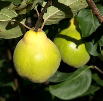 Quince  Pear-fructose,quince  Cydonia