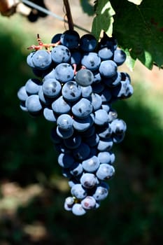 Blue,Portuguese,old red wine variety,tempranillo