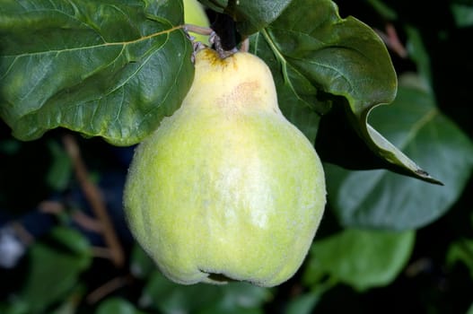 Quince  Pear-fructose,quince  Cydonia