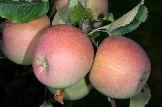 Pink Lady, Apfel, Malus, domestica
