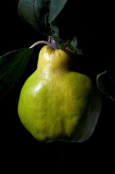 Quince  Pear-fructose,quince  Cydonia