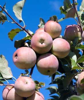Pink Lady,Apple,Malus,domestica