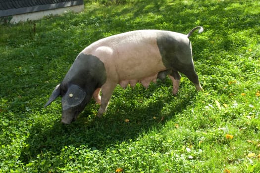 Sattelschwein, Deutsche, Nutztierrasse