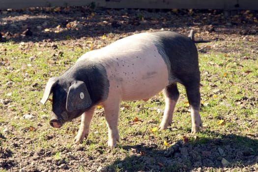 Sattelschwein, Deutsche, Nutztierrasse