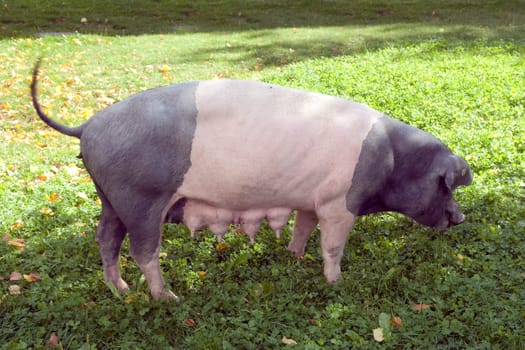 Sattelschwein, Deutsche, Nutztierrasse