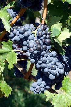 Sangiovese,red wine,red,grapes,grapes