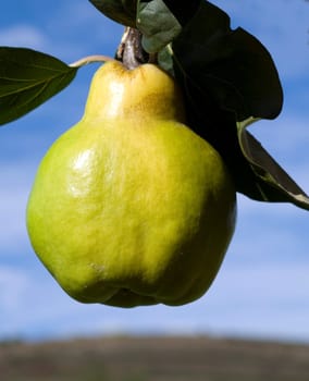 Quince  Pear-fructose,quince  Cydonia