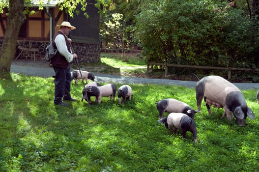 Sattelschwein, Deutsche, Nutztierrasse