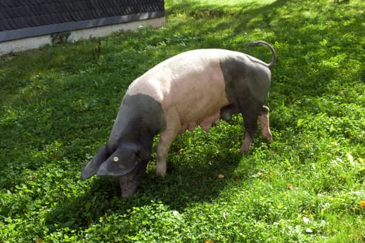 Sattelschwein, Deutsche, Nutztierrasse