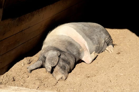 Sattelschwein, Deutsche, Nutztierrasse