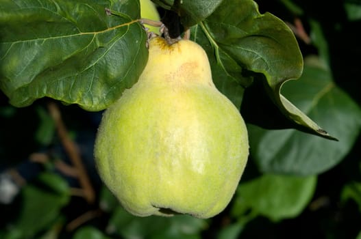 Quince  Pear-fructose,quince  Cydonia