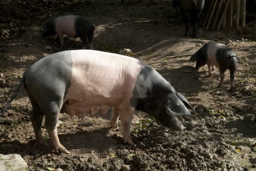 Sattelschwein, Deutsche, Nutztierrasse