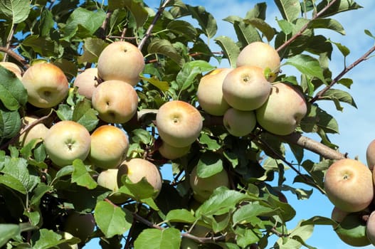 Pink Lady,Apple,Malus,domestica