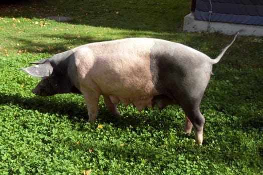 Sattelschwein, Deutsche, Nutztierrasse