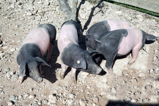 Sattelschwein, Deutsche, Nutztierrasse