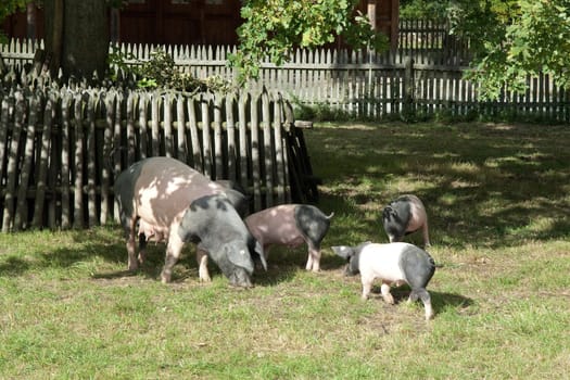 Sattelschwein, Deutsche, Nutztierrasse