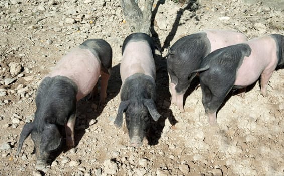 Sattelschwein, Deutsche, Nutztierrasse