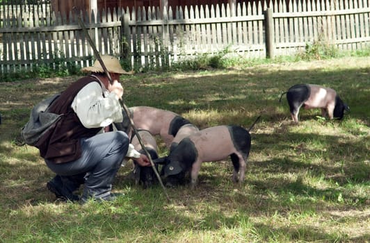 Sattelschwein, Deutsche, Nutztierrasse