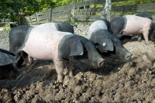 Sattelschwein, Deutsche, Nutztierrasse