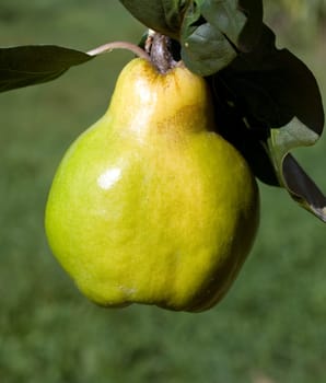 Quince  Pear-fructose,quince  Cydonia