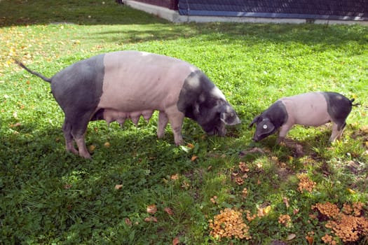 Sattelschwein, Deutsche, Nutztierrasse