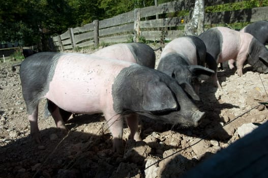 Sattelschwein, Deutsche, Nutztierrasse
