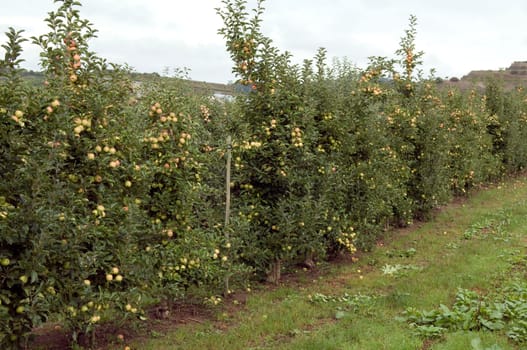 Pink Lady,Apple,Malus,domestica