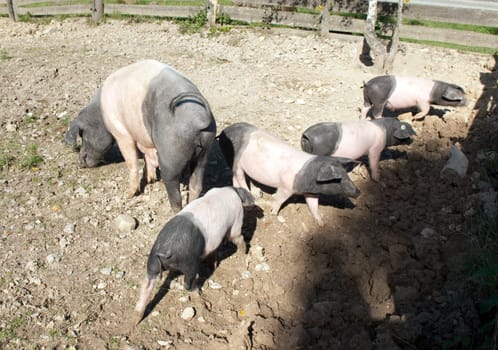 Sattelschwein, Deutsche, Nutztierrasse