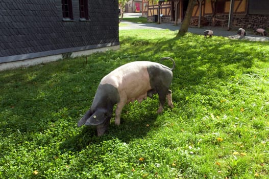 Sattelschwein, Deutsche, Nutztierrasse