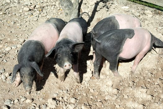 Sattelschwein, Deutsche, Nutztierrasse