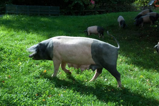 Sattelschwein, Deutsche, Nutztierrasse