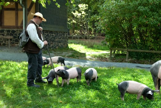 Sattelschwein, Deutsche, Nutztierrasse