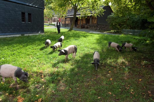Sattelschwein, Deutsche, Nutztierrasse