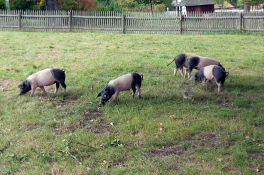 Sattelschwein, Deutsche, Nutztierrasse