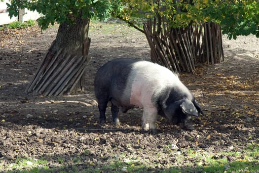 Sattelschwein, Deutsche, Nutztierrasse