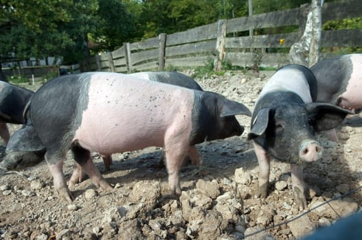 Sattelschwein, Deutsche, Nutztierrasse