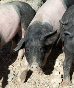Sattelschwein, Deutsche, Nutztierrasse