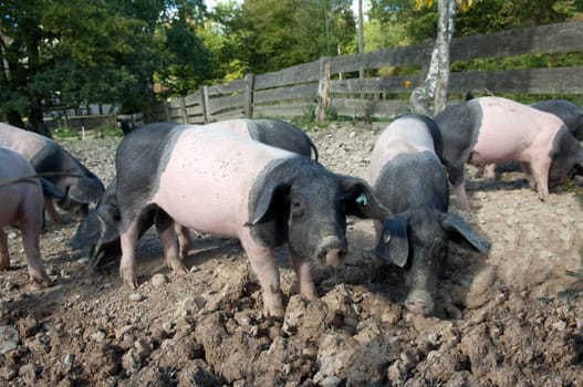 Sattelschwein, Deutsche, Nutztierrasse