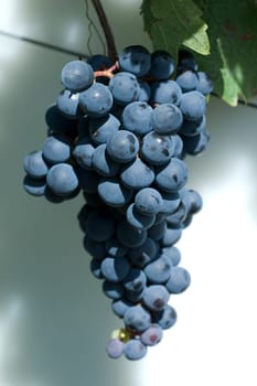 Blue,Portuguese,old red wine variety,tempranillo