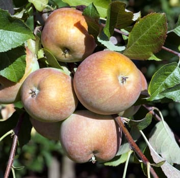Pink Lady,Apple,Malus,domestica