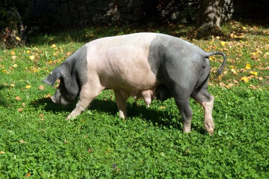 Sattelschwein, Deutsche, Nutztierrasse