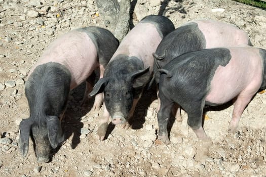 Sattelschwein, Deutsche, Nutztierrasse