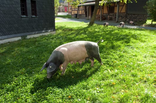 Sattelschwein, Deutsche, Nutztierrasse